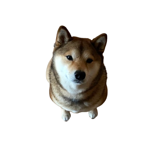 may, yuna's dog